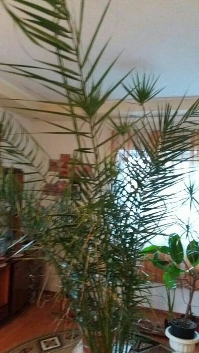 Plante exotice și de terase