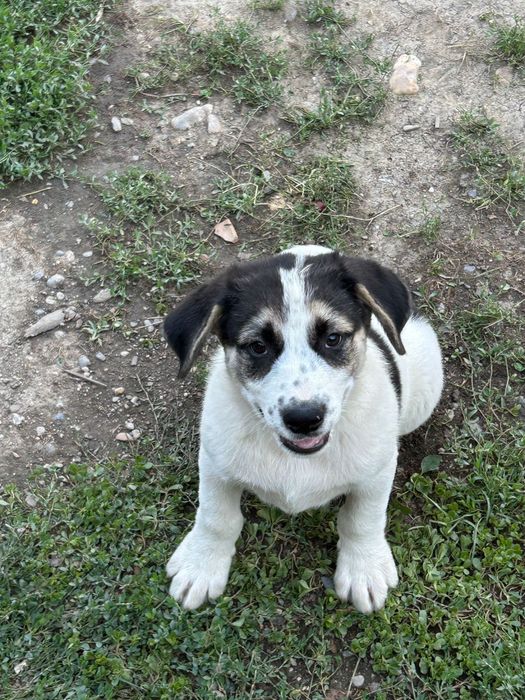 Donez căței de talie mare