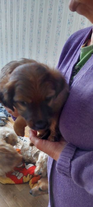 Щенок. 1.5 месяцв. Девочка.