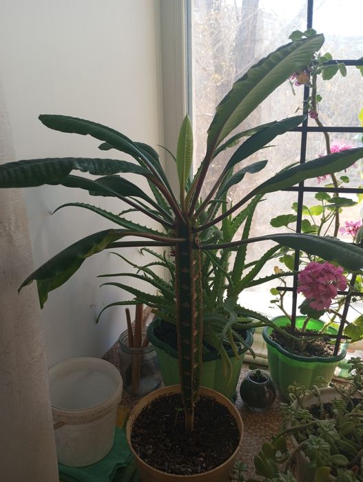 Ростки пальмы.         .