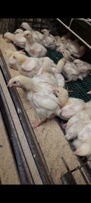 Pui de gaina si bibilici