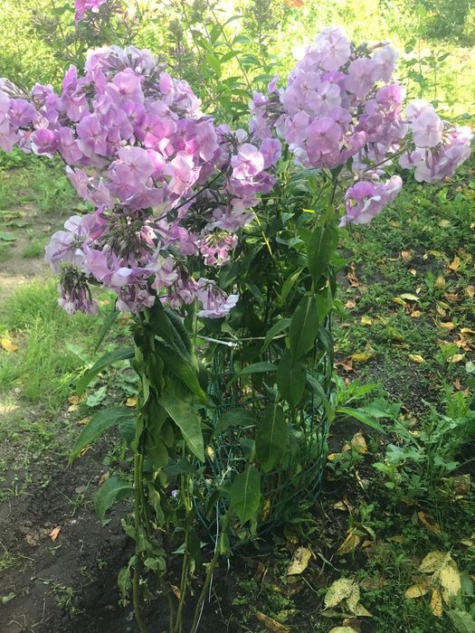 Дача с/т "Ёлочка" п. Солнечный