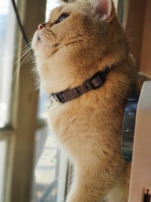 Vyazka Britanski zalataya shinshila