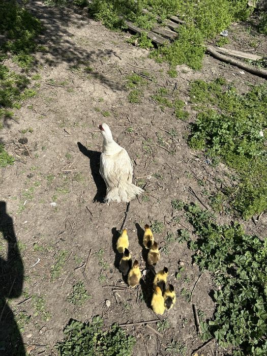 Rata cu 8 boboci Muscovy ducks  oua de rata