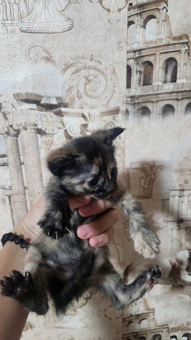 Отдам котят  в хорошие руки