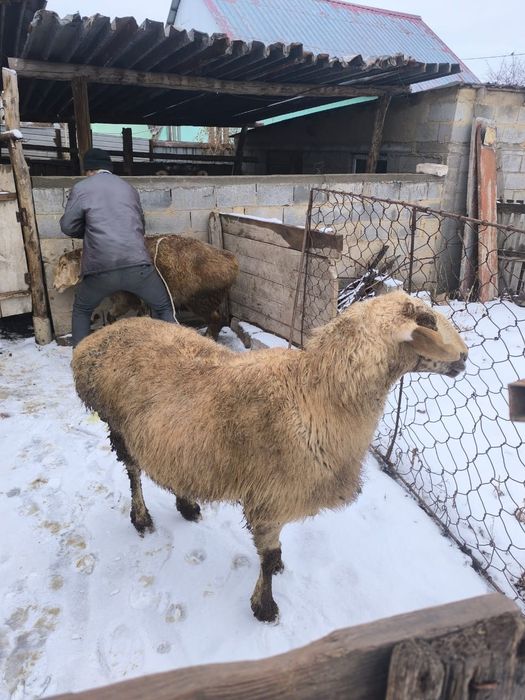 Еркек қой .семіз қой