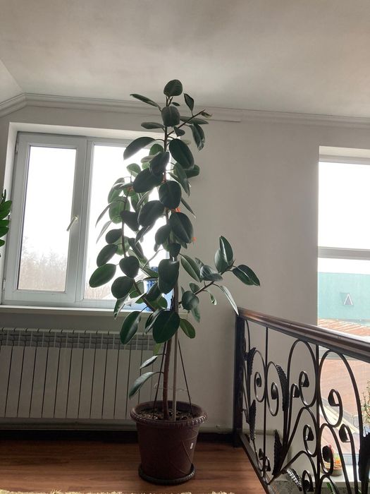 Продам цветы большие