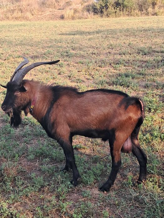 Schimb sau vand țap alpin francez