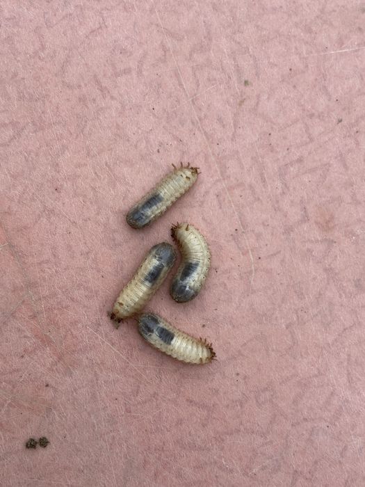 Черви для рыбалки