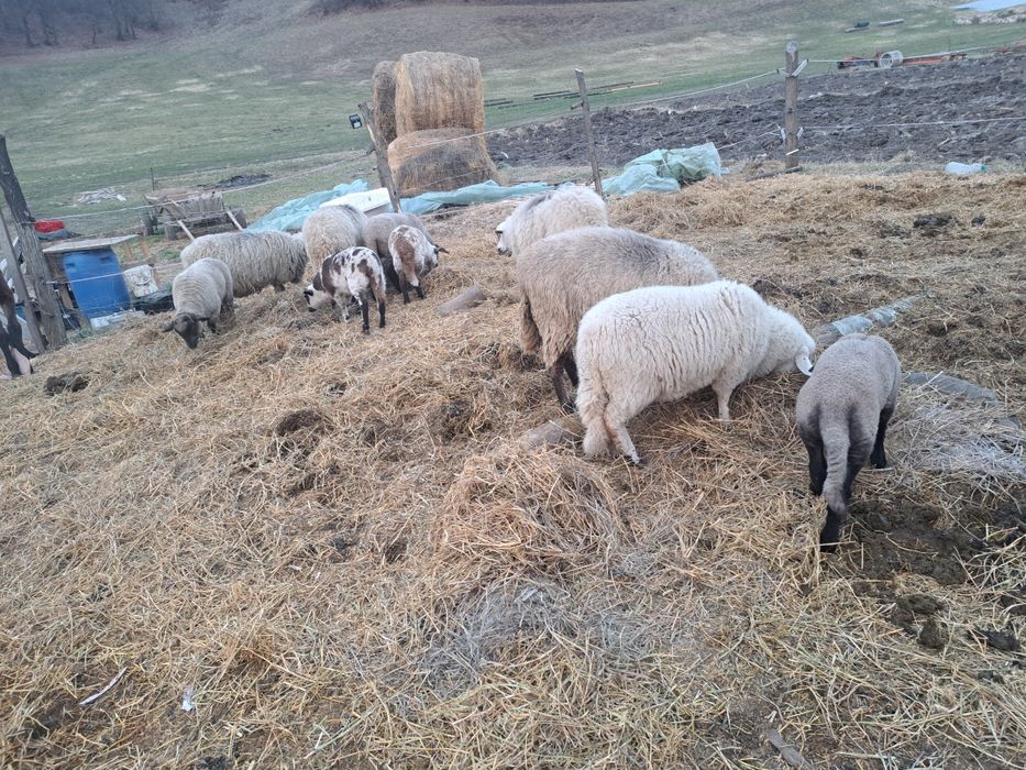 De vanzare 8 oi bune de tinut