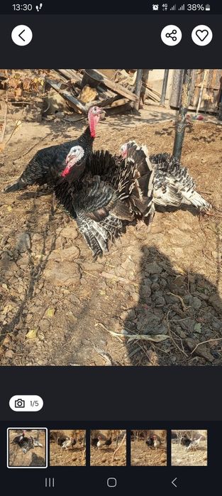 Kuerka tayori. Индюк гатовый. Даставка бор