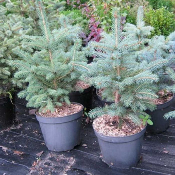 Ель голубая зеленая саженцы сеянцы липа дуб рябина