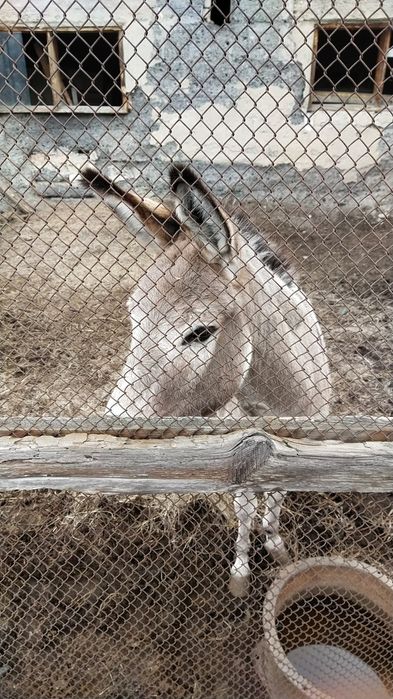 Ишак  девочка продаётся вместе с телегой