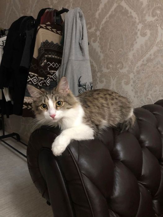Ищет дом кошка Актамак