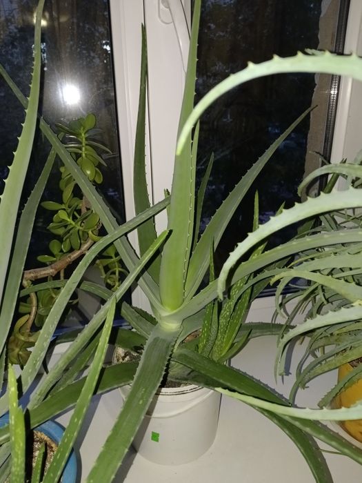 Продам алое Вера