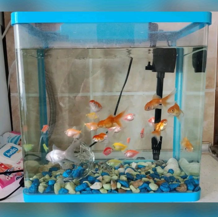 Akvarium baliqlari bilan