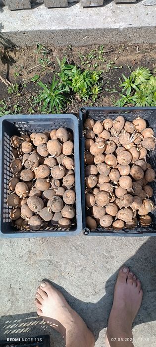 Семенной картофель