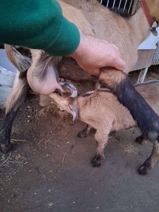 Vând căpriță alpină