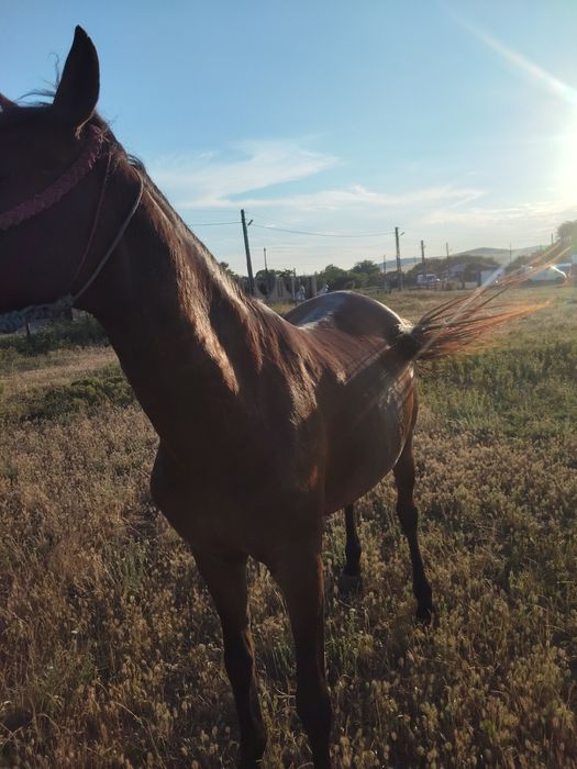 Vând iapă la orice probă