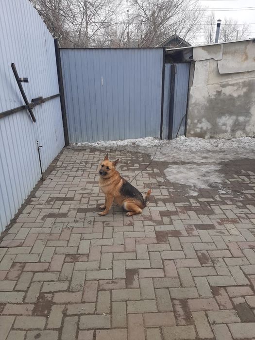 Продам немецкая овчарка