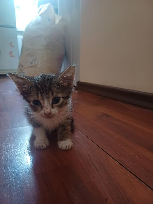 Ищем дом котятам