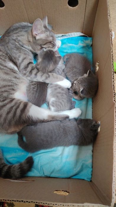 Отдаем даром домашних котят