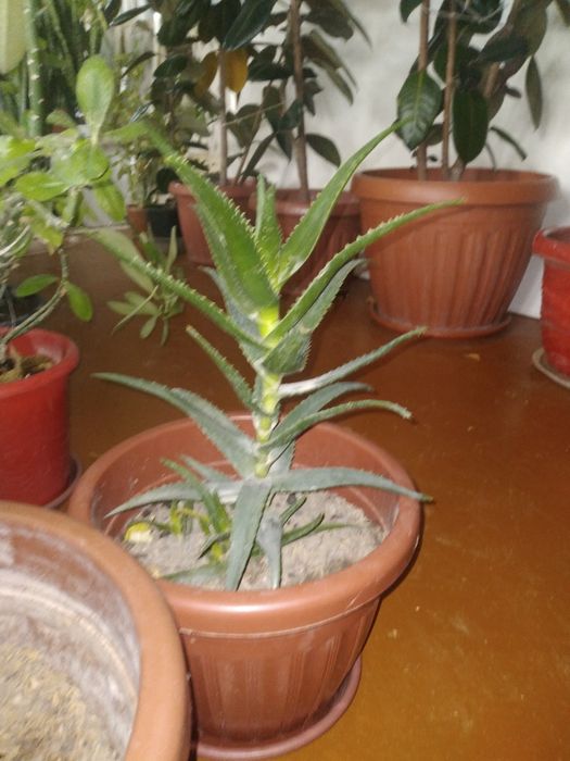 Табий шароитда котта килинган хонаки гуллар.  Офис ва хонадонлар учун