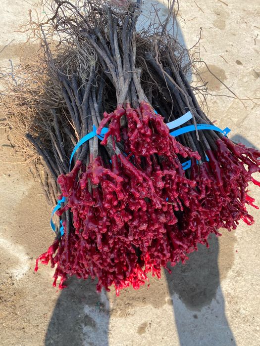 Pomi fructiferi si butasi vita de vie certificati