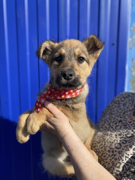 Щенята ищут дом