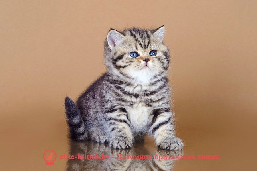 Шотландские Скоттиш Страйт
