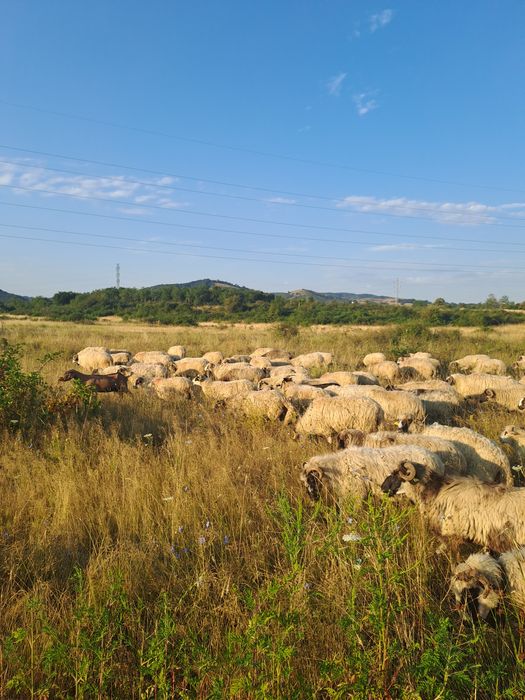 Oi de vânzare,90 din care 5 berebci