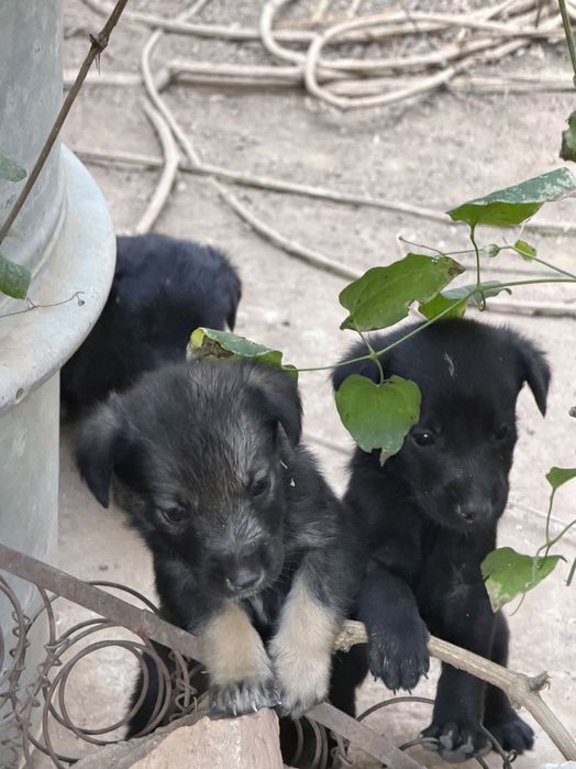 кученца на 1 месец