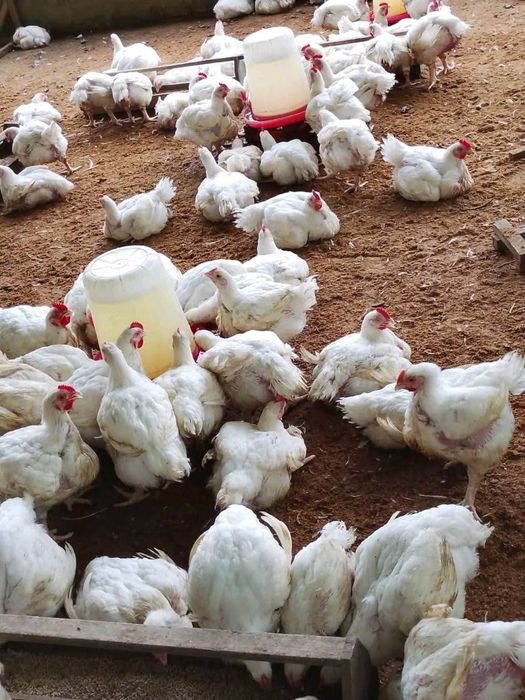 Curcani si pasari de vanzare cu livrare in București si ilfov si Giurg