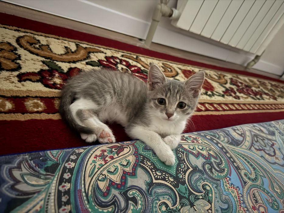 Отдам котят в добрые руки Бесплатно