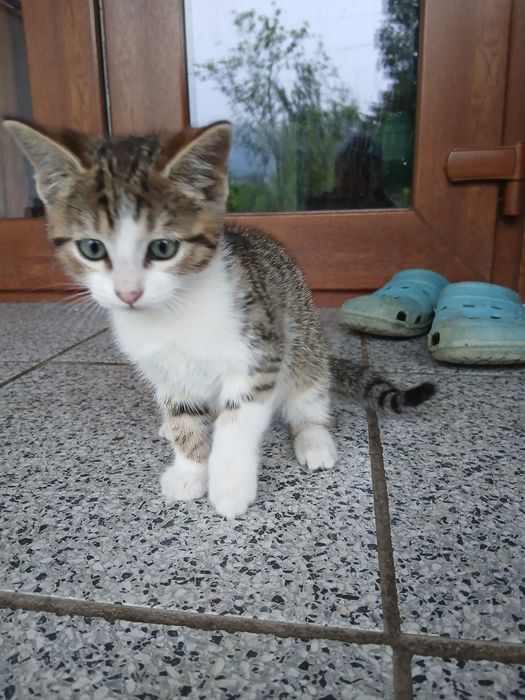 Donez , 1 pui de pisică