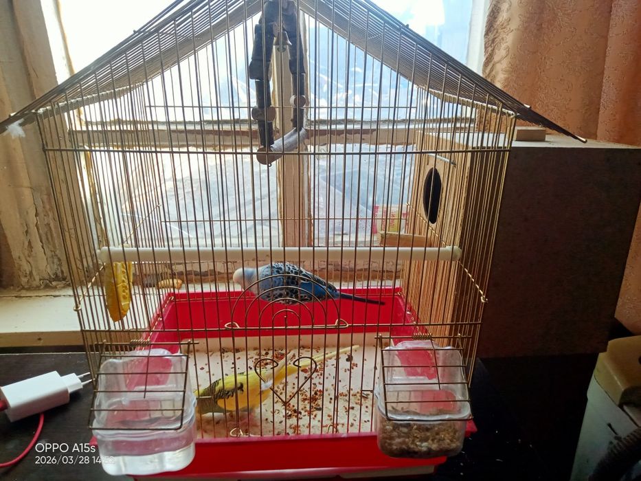 Продам попугаев волнистые