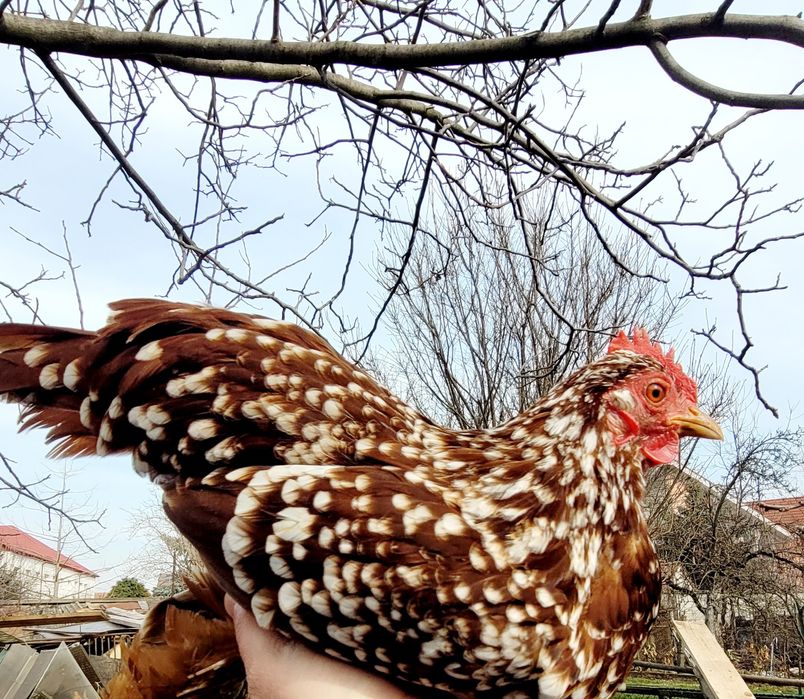 Vand gaini pitice mii de flori