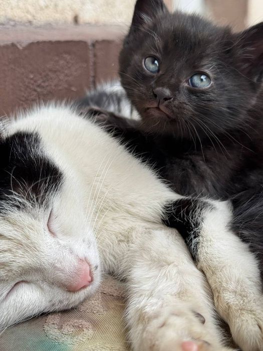 мушук болалари хадия килинади