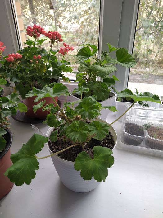 Пеларгония, Герань