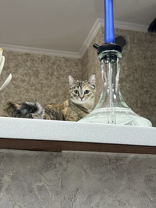 отдам в добрые хорошие руки кошку