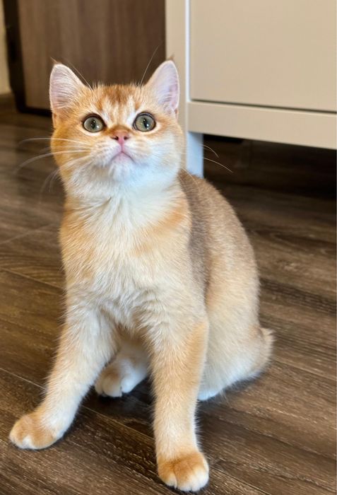 Fetita british shorthair chinchilla golden superba! Pedigree WCF