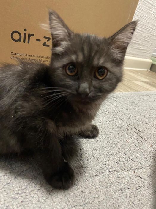 Кошка Котята Мейн Кун