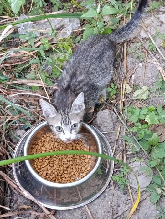 Отдам котят бесплатно