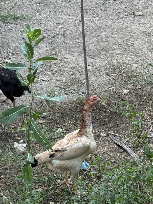 Kulangi tuxumlari sotiladi