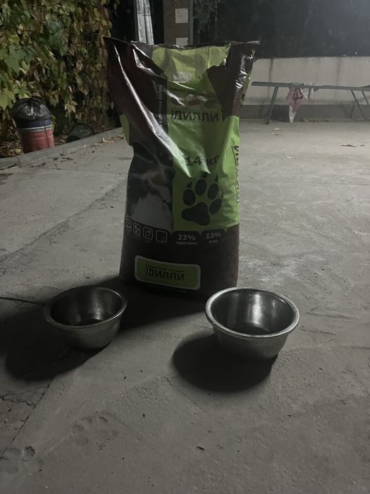 Хаски(1,5-2года)