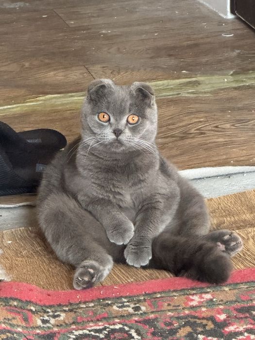 Вислоухие скотиш фолд