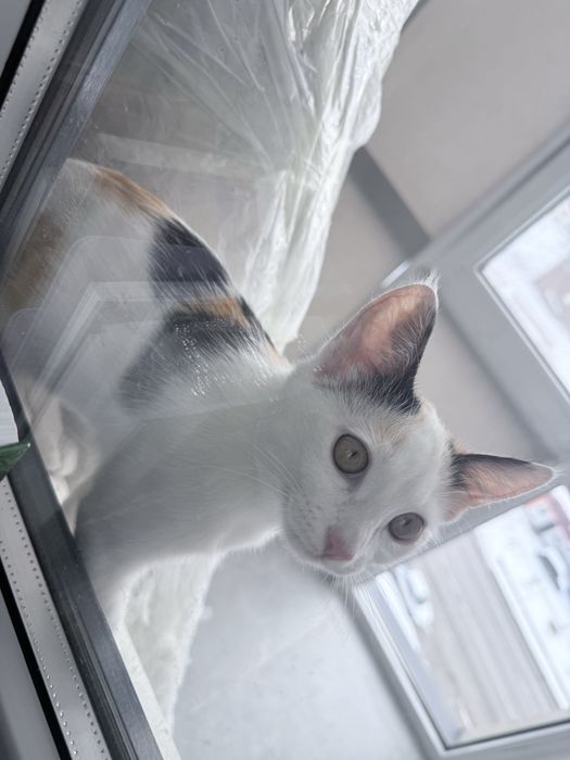 Отдам даром кошку