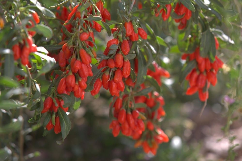 PRODUCATOR vand Goji, rasaduri, butasi, plante, seminte fructe, puieti
