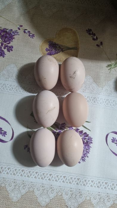 Vând ouă pentru incubat de la găini Australorp albastru.