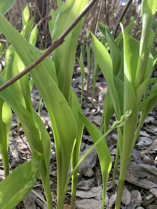 Ландыши душистые